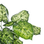 GloboStar® Artificial Garden DIEFFENBACHIA PLANT 20914 Διακοσμητικό Φυτό Διφενμπάχια Φ58 x Υ75cm - Image 3