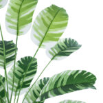 GloboStar® Artificial Garden BANANA ZEBRA PLANT 20918 - Διακοσμητικό Φυτό Μπανανιά Ζέβρα Φ83 x Υ80cm - Image 3
