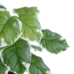 GloboStar® Artificial Garden WHITE HOSTA PLANT 20931 Διακοσμητικό Φυτό Λευκή  Χόστα Φ60 x Υ55cm - Image 3