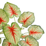 GloboStar® Artificial Garden CALADIUM PLANT 20932 Διακοσμητικό Φυτό Καλάντιουμ Φ58 x Υ55cm - Image 3