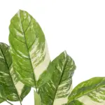 GloboStar® Artificial Garden DIEFFENBACHIA 20941 Τεχνητό Διακοσμητικό Φυτό Πράσινη & Μπεζ Διφενμπάχια Μ80 x Π80 x Υ90cm - Image 3