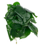 GloboStar® Artificial Garden  MONSTERA PLANT 20945 - Διακοσμητικό Φυτό Μονστέρα Φ40 x Υ33cm - Image 3