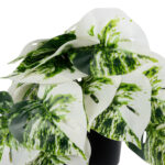 GloboStar® Artificial Garden ALBINO MONSTERA PLANT 20946 - Διακοσμητικό Φυτό Μονστέρα Φ23 x Υ16cm - Image 3