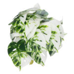 GloboStar® Artificial Garden ALBINO MONSTERA PLANT 20946 - Διακοσμητικό Φυτό Μονστέρα Φ23 x Υ16cm - Image 4