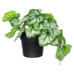 GloboStar® Artificial Garden WHITE BEGONIA PLANT 20947 Διακοσμητικό Φυτό Λευκή Βιγόνια Φ23 x Υ16cm - Image 2