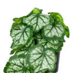 GloboStar® Artificial Garden WHITE BEGONIA PLANT 20947 Διακοσμητικό Φυτό Λευκή Βιγόνια Φ23 x Υ16cm - Image 3
