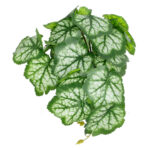 GloboStar® Artificial Garden WHITE BEGONIA PLANT 20947 Διακοσμητικό Φυτό Λευκή Βιγόνια Φ23 x Υ16cm - Image 4