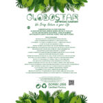 GloboStar® Artificial Garden WHITE BEGONIA PLANT 20947 Διακοσμητικό Φυτό Λευκή Βιγόνια Φ23 x Υ16cm - Image 6