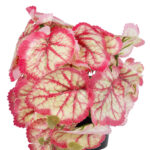 GloboStar® Artificial Garden RED BEGONIA PLANT 20948 Διακοσμητικό Φυτό Κόκκινη Βιγόνια Φ23 x Υ16cm - Image 3