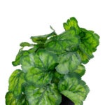 GloboStar® Artificial Garden GREEN BEGONIA PLANT 20949 Διακοσμητικό Φυτό Πράσινη Βιγόνια Φ23 x Υ16cm - Image 3