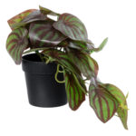 GloboStar® Artificial Garden BROWN PEPEROMIA PLANT 20952 Διακοσμητικό Φυτό Καφέ Πεπερόμια Φ23 x Υ16cm - Image 2