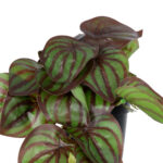 GloboStar® Artificial Garden BROWN PEPEROMIA PLANT 20952 Διακοσμητικό Φυτό Καφέ Πεπερόμια Φ23 x Υ16cm - Image 3