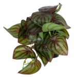 GloboStar® Artificial Garden BROWN PEPEROMIA PLANT 20952 Διακοσμητικό Φυτό Καφέ Πεπερόμια Φ23 x Υ16cm - Image 4