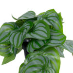 GloboStar® Artificial Garden STRAWBERRY PLANT 20953 Διακοσμητικό Φυτό Φράουλα Φ23 x Υ16cm - Image 3