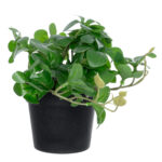 GloboStar® Artificial Garden SCHEFFLERA PLANT 20954 Διακοσμητικό Φυτό Σεφλέρα Φ18 x Υ17cm - Image 4