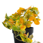 GloboStar® Artificial Garden SCHEFFLERA MIX PLANT 20955 Διακοσμητικό Φυτό Σεφλέρα Φ20 x Υ18cm - Image 3