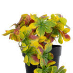 GloboStar® Artificial Garden SCHEFFLERA MIX PLANT 20956 Διακοσμητικό Φυτό Σεφλέρα Φ20 x Υ18cm - Image 3