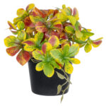GloboStar® Artificial Garden SCHEFFLERA MIX PLANT 20956 Διακοσμητικό Φυτό Σεφλέρα Φ20 x Υ18cm - Image 4