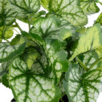 GloboStar® Artificial Garden BEGONIA PLANT 20958 Διακοσμητικό Φυτό Βιγόνια Φ47 x Υ22cm - Image 3