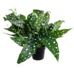 GloboStar® Artificial Garden BEGONIA POLKA DOT PLANT 20959 Διακοσμητικό Φυτό Βιγόνια Φ50 x Υ22cm - Image 2