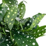 GloboStar® Artificial Garden BEGONIA POLKA DOT PLANT 20959 Διακοσμητικό Φυτό Βιγόνια Φ50 x Υ22cm - Image 3