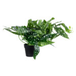 GloboStar® Artificial Garden BEGONIA POLKA DOT PLANT 20959 Διακοσμητικό Φυτό Βιγόνια Φ50 x Υ22cm - Image 4