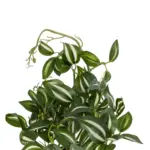 GloboStar® Artificial Garden ZEBRINA PLANT 20960 Διακοσμητικό Φυτό Ζεμπρίνα Φ45 x Υ22cm - Image 4