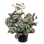 GloboStar® Artificial Garden ZEBRINA PLANT 20961 Διακοσμητικό Φυτό Ζεμπρίνα Φ45 x Υ22cm - Image 2