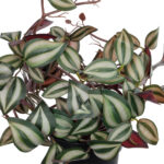 GloboStar® Artificial Garden ZEBRINA PLANT 20961 Διακοσμητικό Φυτό Ζεμπρίνα Φ45 x Υ22cm - Image 3