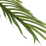 GloboStar® Artificial Garden PHOENIX PALM TREE 20968 Τεχνητό Διακοσμητικό Φυτό Φοίνικας Φ150 x Υ180cm - Image 3