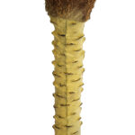 GloboStar® Artificial Garden PHOENIX PALM TREE 20968 Τεχνητό Διακοσμητικό Φυτό Φοίνικας Φ150 x Υ180cm - Image 5