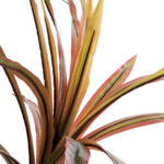 GloboStar® Artificial Garden DRAGON BLOOD TREE 20969 - Τεχνητό Διακοσμητικό Φυτό Δράκαινα Φ100 x Υ140cm - Image 3