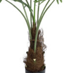 GloboStar® Artificial Garden SERENOA PALM PLANT 20971 Διακοσμητικό Φυτό Φοίνικα Σερενόα Φ60 x Υ140cm - Image 3