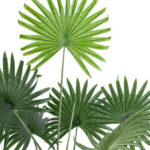 GloboStar® Artificial Garden SERENOA PALM PLANT 20971 Διακοσμητικό Φυτό Φοίνικα Σερενόα Φ60 x Υ140cm - Image 4