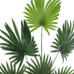 GloboStar® Artificial Garden SERENOA PALM PLANT 20972 Διακοσμητικό Φυτό Φοίνικα Σερενόα Φ103 x Υ180cm - Image 3