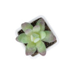 GloboStar® Artificial Garden  SUCCULENT SEDEVERIA POTTED PLANT 20975 Διακοσμητικό Φυτό Φοίνικα Σερενόα Φ7 x Υ8cm - Image 3