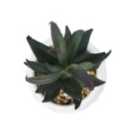 GloboStar® Artificial Garden SUCCULENT ALOE POTTED PLANT 20978 Διακοσμητικό Φυτό Αλόης Φ7 x Υ14cm - Image 3