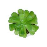 GloboStar® Artificial Garden SUCCULENT CRASSULA POTTED PLANT 20986 Διακοσμητικό Φυτό Κρασούλα Φ6 x Υ10cm - Image 3