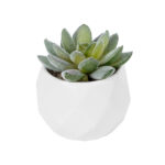 GloboStar® Artificial Garden SUCCULENT SEDEVERIA POTTED PLANT 20987 Διακοσμητικό Φυτό Σεδεβέρια Φ7 x Υ7,5cm - Image 2