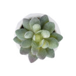 GloboStar® Artificial Garden SUCCULENT SEDEVERIA POTTED PLANT 20987 Διακοσμητικό Φυτό Σεδεβέρια Φ7 x Υ7,5cm - Image 3