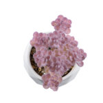 GloboStar® Artificial Garden SUCCULENT SEDUM 20988 Διακοσμητικό Φυτό Παχύφυτο Σέδο Υ10cm - Image 3