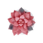 GloboStar® Artificial Garden SUCCULENT SEDEVERIA POTTED PLANT 20989 Διακοσμητικό Φυτό Σεδεβέρια Φ6,5 x Υ8cm - Image 3