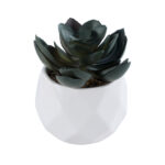 GloboStar® Artificial Garden SUCCULENT ECHEVERIA 20990 Διακοσμητικό Φυτό Παχύφυτο Εχεβέρια Υ8.5cm - Image 2