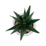 GloboStar® Artificial Garden SUCCULENT ALOE POTTED PLANT 20992 Διακοσμητικό Φυτό Αλόη Φ8 x Υ12cm - Image 3