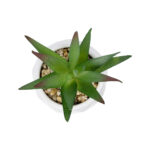 GloboStar® Artificial Garden SUCCULENT ALOE POTTED PLANT 20993 Διακοσμητικό Φυτό Αλόη Φ8 x Υ12cm - Image 3