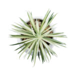 GloboStar® Artificial Garden SUCCULENT SENECIO 20997 Διακοσμητικό Φυτό Παχύφυτο Σενέκιο Υ12cm - Image 3