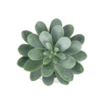 GloboStar® Artificial Garden SUCCULENT SEDEVERIA POTTED PLANT 20998 Διακοσμητικό Φυτό Σεδεβέρια  Φ7 x Υ9cm - Image 3