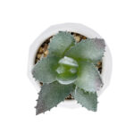 GloboStar® Artificial Garden SUCCULENT ALOE POTTED PLANT 20999 Διακοσμητικό Φυτό Αλόη  Φ7 x Υ9cm - Image 3