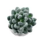 GloboStar® Artificial Garden SUCCULENT SEDEVERIA 21001 Διακοσμητικό Φυτό Παχύφυτο Σεντεβέρια Υ9.5cm - Image 3