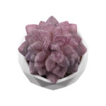 GloboStar® Artificial Garden SUCCULENT SEDEVERIA 21005 Διακοσμητικό Φυτό Παχύφυτο Σεντεβέρια Υ8cm - Image 3